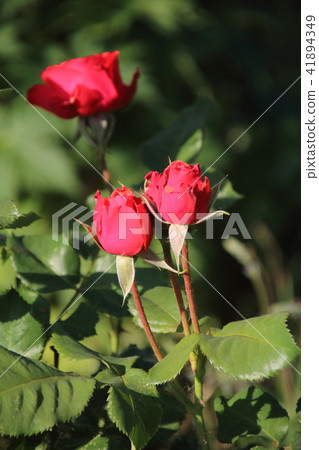 Bud of red rose 41894349