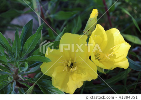 Missouri evening primrose, Oenothera macrocarpa 41894351