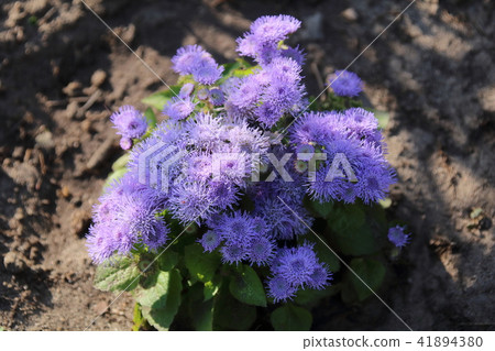 Floss violet flower (Ageratum houstonianum) park. Floss violet flower (Ageratum houstonianum) park. 41894380