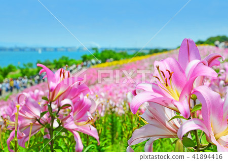 大阪Miyusuri庭院風景 41894416