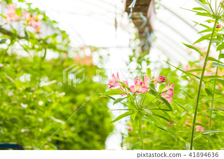 Growing a flower of alstroemeria in a greenhouse Growing a flower of alstroemeria in a greenhouse 41894636