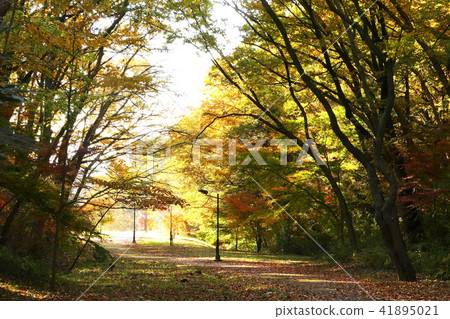 Impression of autumn Impression of autumn 41895021