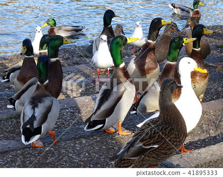 Britain UK water bird swarm lawn 41895333