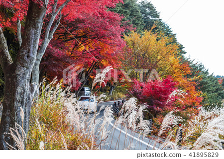 [楓樹隧道] 41895829