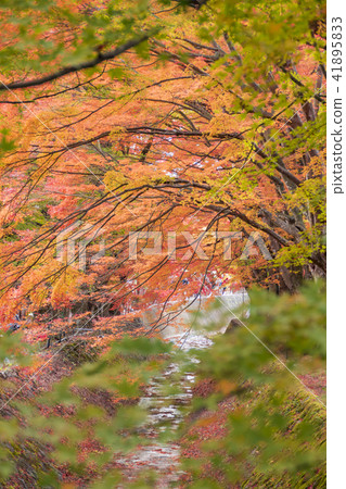 [秋葉，楓木走廊，川口湖] 41895833