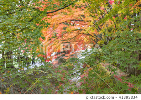 [秋葉，楓木走廊，川口湖] 41895834
