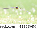 Swallow  41896050