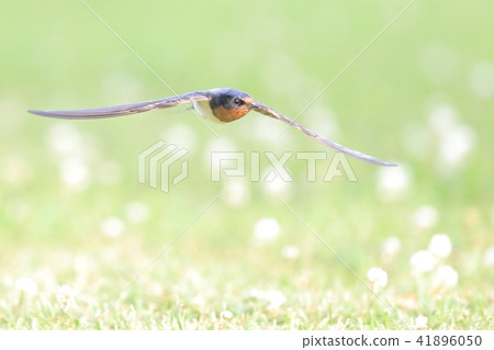 Swallow  41896050