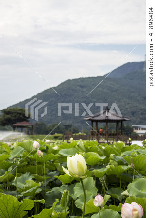 Summer landscape Summer landscape 41896484
