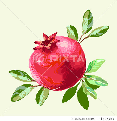 Pomegranate with leaves fresh fruit drawing, Vector Illustration For Food Design. 41896555
