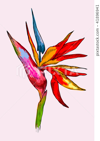 Graphic colorful strelitzia. Vector exotic flower isolated on white background. Template for Graphic colorful strelitzia. Vector exotic flower isolated on white background. Template for 41896941