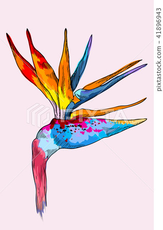 Graphic colorful strelitzia. Vector exotic flower isolated on white background. Template for 41896943
