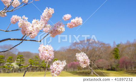 Sakura 16: 9 Sakura 16: 9 41897232