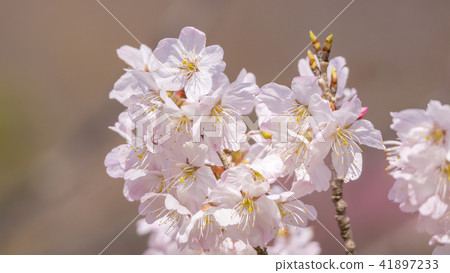 櫻花16:9 櫻花16:9 41897233