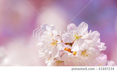 櫻花16:9 櫻花16:9 41897234