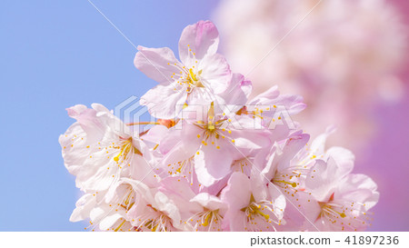 Sakura 16: 9 Sakura 16: 9 41897236