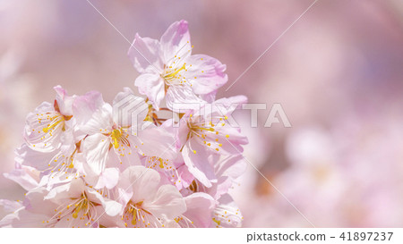 櫻花16：9 41897237