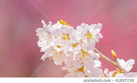 櫻花16:9 櫻花16:9 41897239