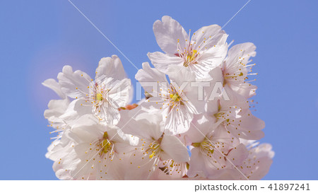 櫻花16:9 櫻花16:9 41897241