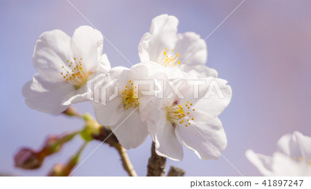 Sakura 16: 9 41897247