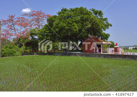 農村 土地公廟 農田 水稻 農村 土地公廟 農田 水稻 41897427
