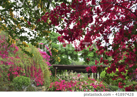 Flowers Kuzukazu Flower Garden 41897428