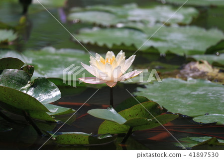 夏天賞荷 夏天賞荷 41897530