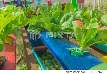 Organic hydroponic vegetable in cultivation farm Organic hydroponic vegetable in cultivation farm 41897626