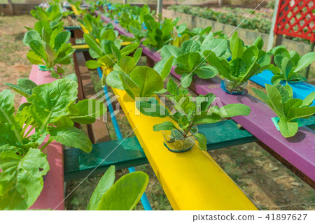 Organic hydroponic vegetable in cultivation farm Organic hydroponic vegetable in cultivation farm 41897627