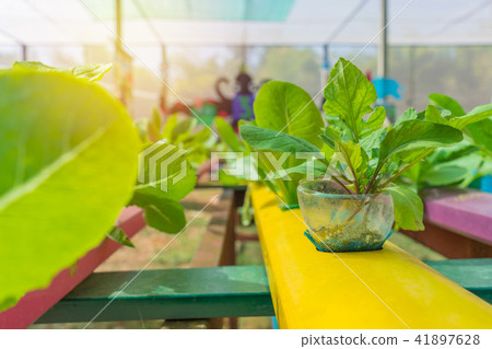 Organic hydroponic vegetable in cultivation farm Organic hydroponic vegetable in cultivation farm 41897628