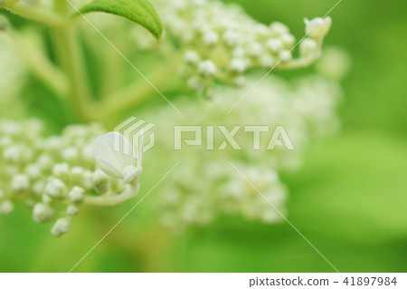 初夏Noryutsugi芽和花 41897984