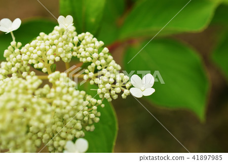 初夏Noryutsugi芽和花 41897985