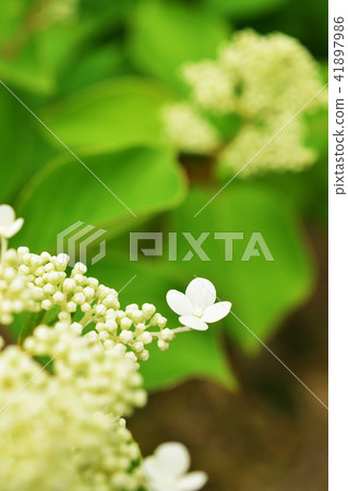 Early summer Noryutsugi bud and flowers 41897986