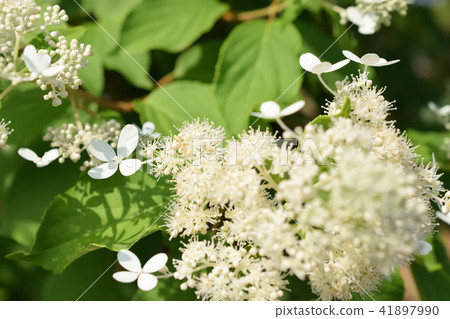 初夏Noryutsugi芽和花 初夏Noryutsugi芽和花 41897990