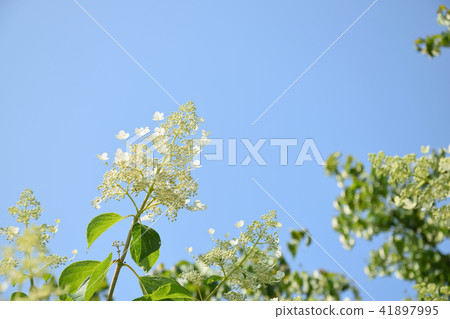 Nori Togi和初夏的藍天 41897995