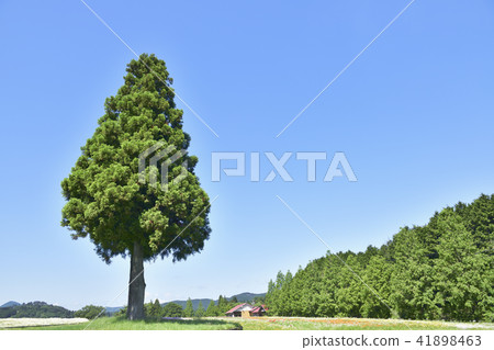 Blue sky and tree 41898463