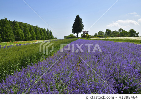 lavender 41898464