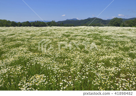 Chamomile 41898482