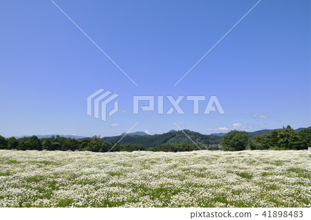 黃春菊 41898483