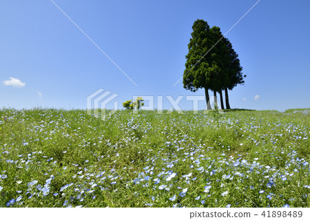 Nemophila and blue sky 41898489
