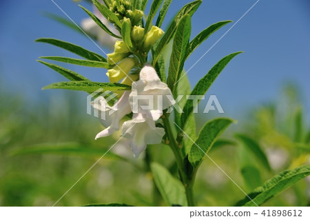 Sesame Flower Sesame Flower 41898612