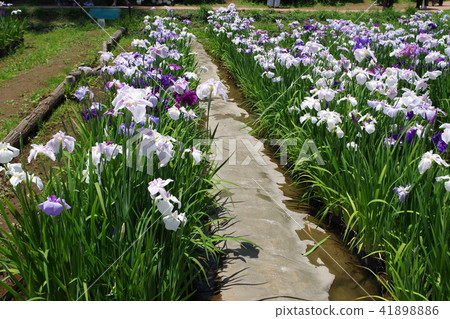 An iris in Odawara Castle 41898886