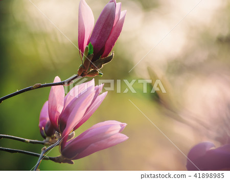 Magnolia spring flowers Magnolia spring flowers 41898985