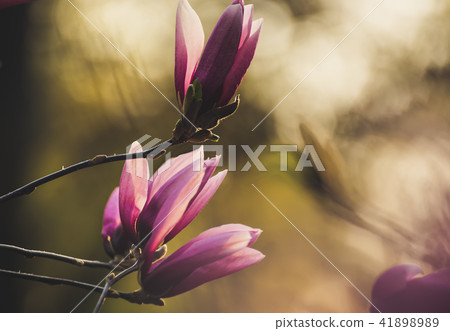 Magnolia spring flowers 41898989
