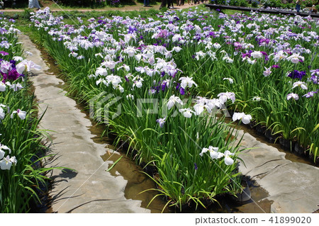 An iris in Odawara Castle 41899020