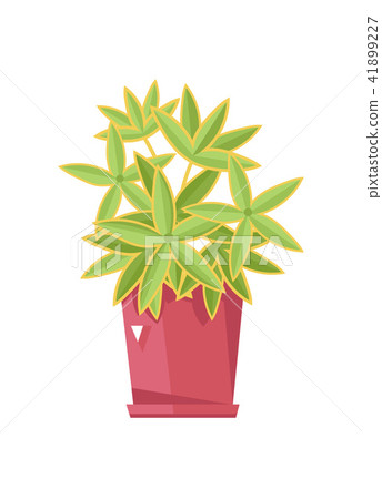 Beautiful flower in pot isolated icon Beautiful flower in pot isolated icon 41899227