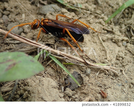 Kumobachi Kumobachi 41899832