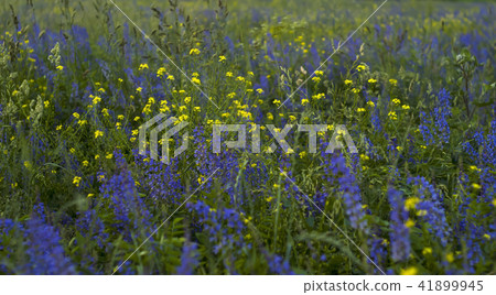 background - evening meadow with blooming alfalfa 41899945