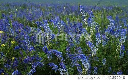background - evening meadow with blooming lucerne 41899948