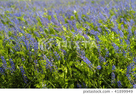 background - noon meadow with blooming alfalfa 41899949
